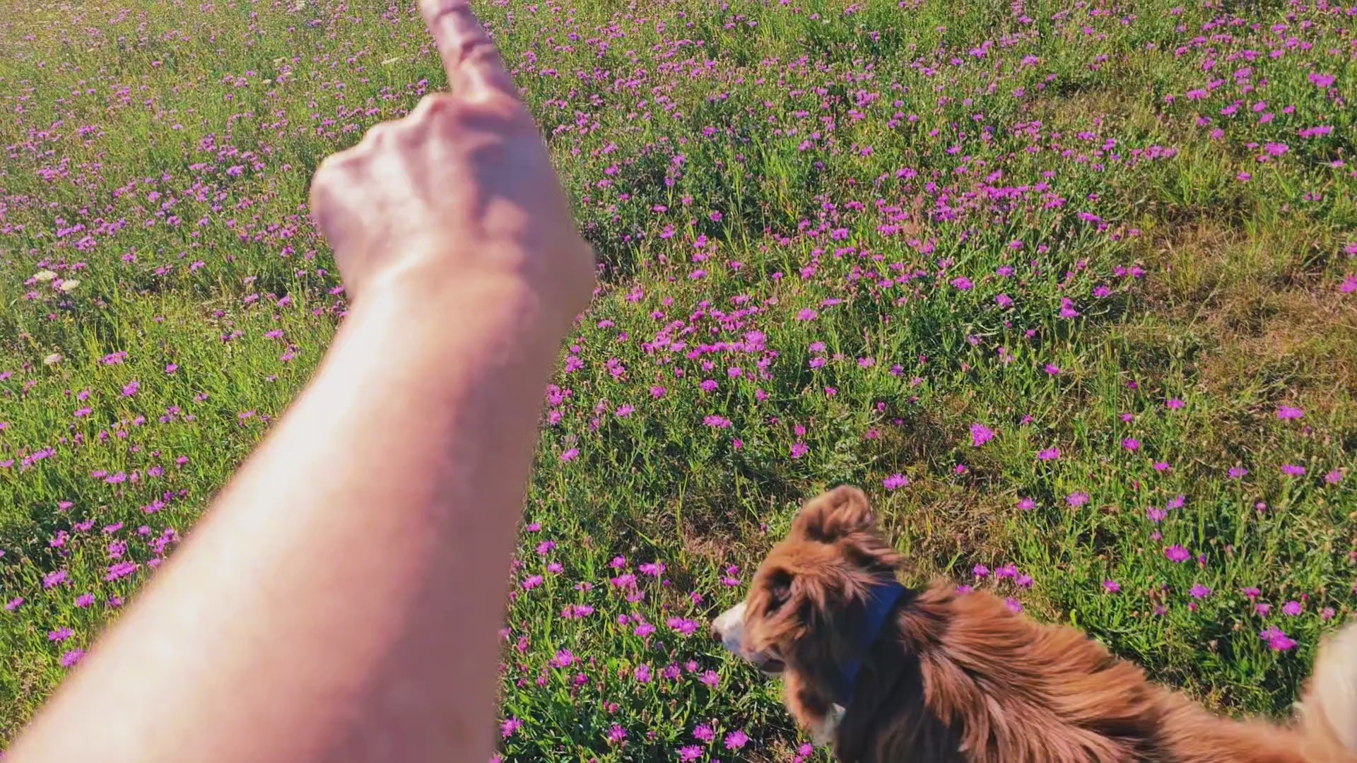 🐞 DogMa TV Futterdummy „Marienkäfer“
